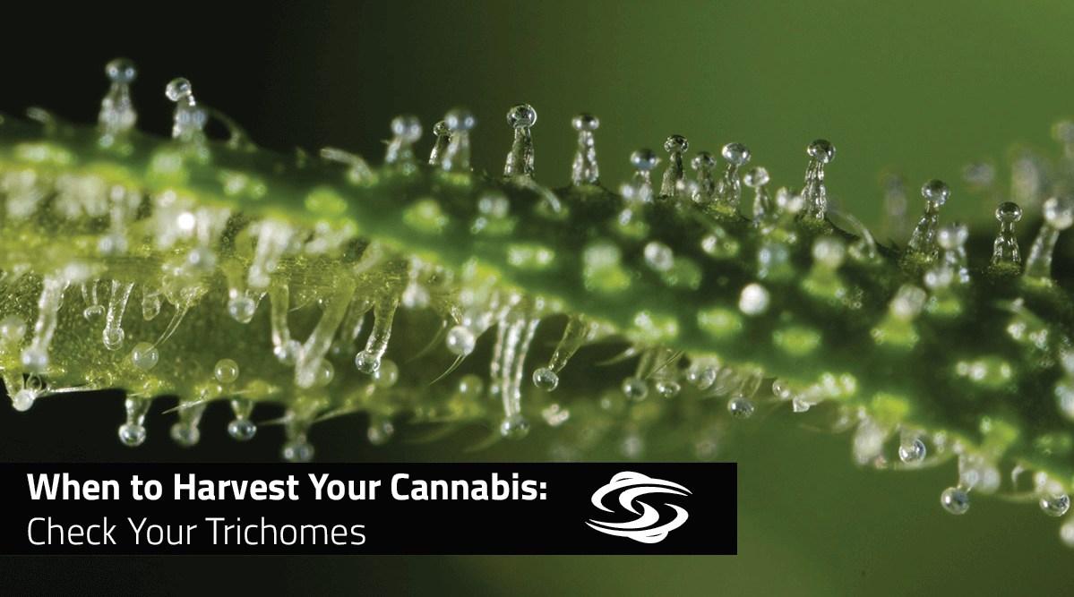 How to find Cannabis is ready for harvest based on Trichome ripeness?