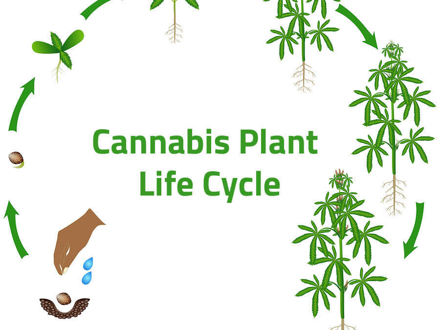 From Seed to Bud: The Plant Life Cycle of Cannabis